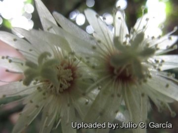 19856 julio Julio C. García